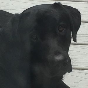 Meet your Posher, Karlin